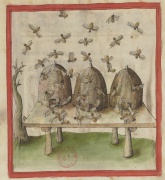 f. 91v