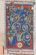 f.19v