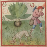 f. 37r mandrake